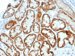 MIS/AMH Antibody (AMH/6713R) - Azide and BSA Free, Novus Biologicals 100 &mu;g | Buy Online | Novus Biologicals | Fisher Scientific